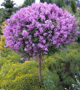 Dwarf Korean Lilac Tree
