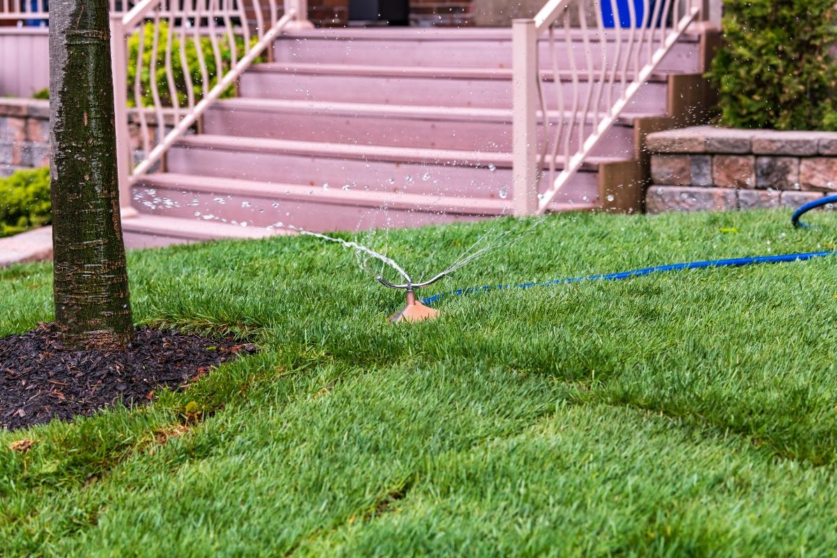 Sprinkler watering a lawn, a key step in caring for new sod.